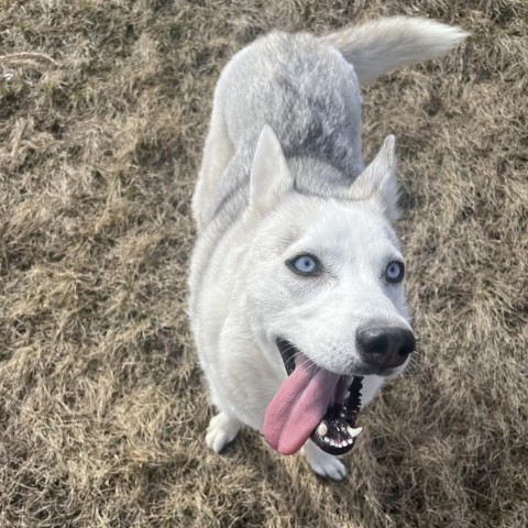 Skye, an adoptable Husky in Milford, IA, 51351 | Photo Image 1