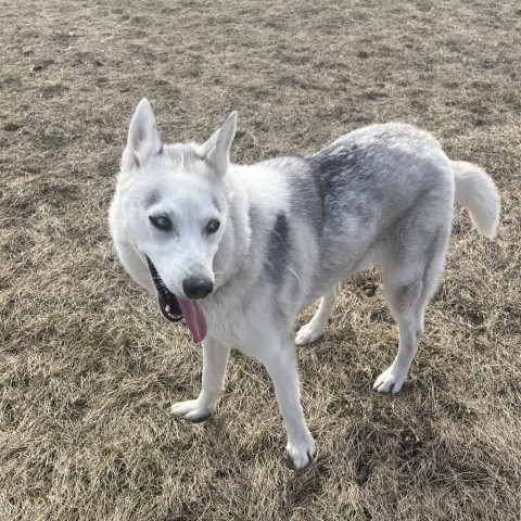 Skye, an adoptable Husky in Milford, IA, 51351 | Photo Image 2