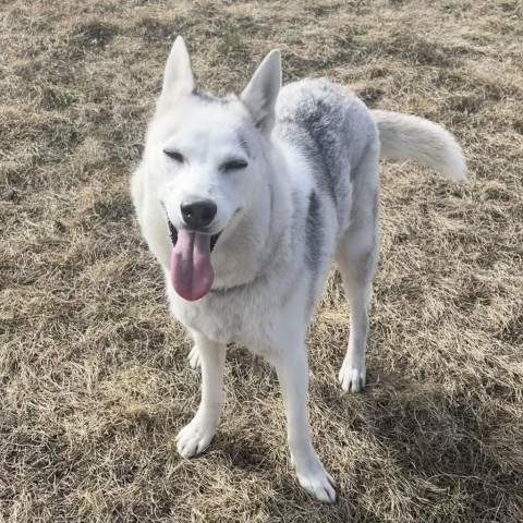 Skye, an adoptable Husky in Milford, IA, 51351 | Photo Image 3