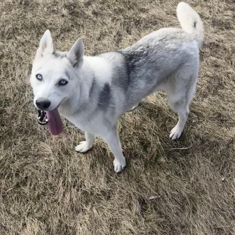 Skye, an adoptable Husky in Milford, IA, 51351 | Photo Image 4