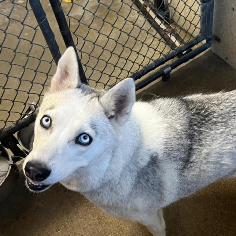 Skye, an adoptable Husky in Milford, IA, 51351 | Photo Image 5