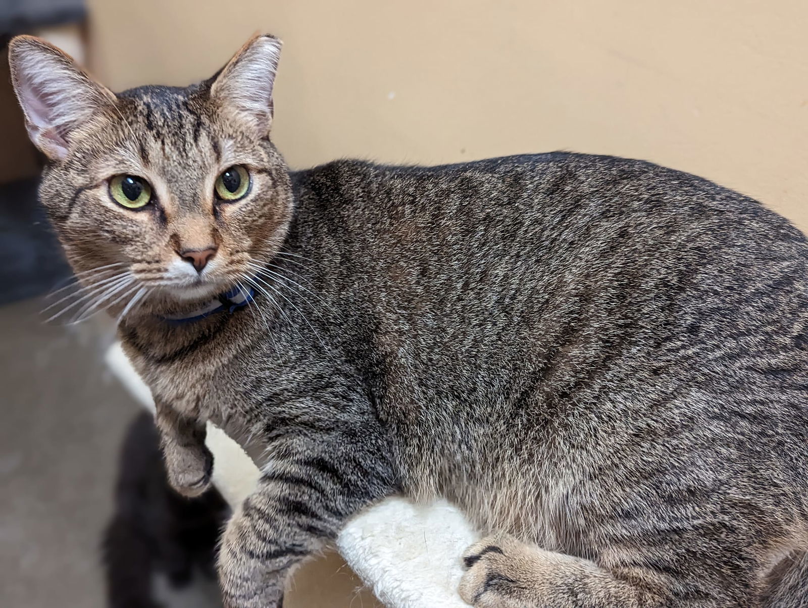 EDISON, an adoptable Tabby in Capshaw, AL, 35742 | Photo Image 1