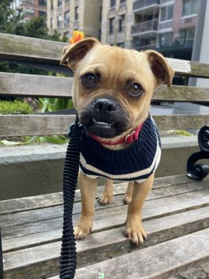 Boll is a 5-year-old 12 pound male chihuahua  pug mix from Tijuana Boll is an incredibly social 