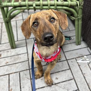 Mercury is an affectionate 1 year old 20lb dachshund mix who is wants to be your forever buddy and 