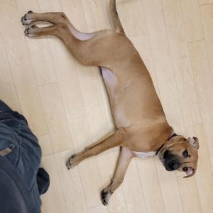 Chica Labrador Retriever Dog