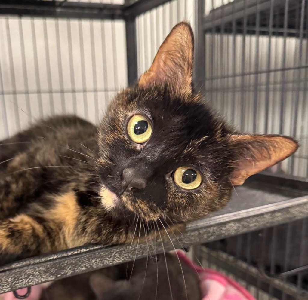 Meena, an adoptable Domestic Short Hair in Saginaw, MI, 48604 | Photo Image 1