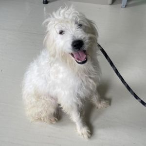 Mary Katherine is a spirited 2-year-old poodle mix weighing 26lbs She found her