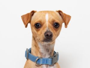 Brain Chihuahua Dog