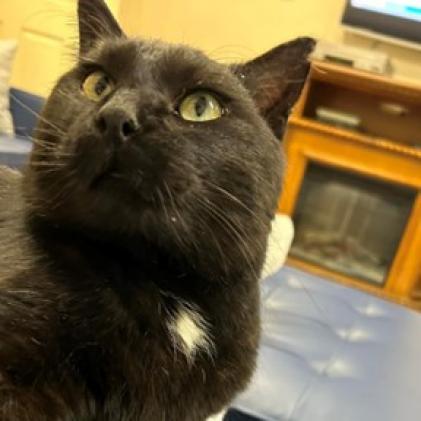 Black Jack, an adoptable Domestic Medium Hair in Bismarck, ND, 58507 | Photo Image 1