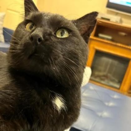Black Jack, an adoptable Domestic Medium Hair in Bismarck, ND, 58507 | Photo Image 2