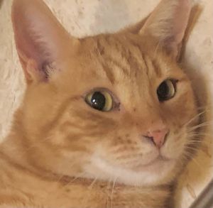 TEDDY, Adult Male Tabby