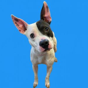 Dobby, Adult Male Terrier