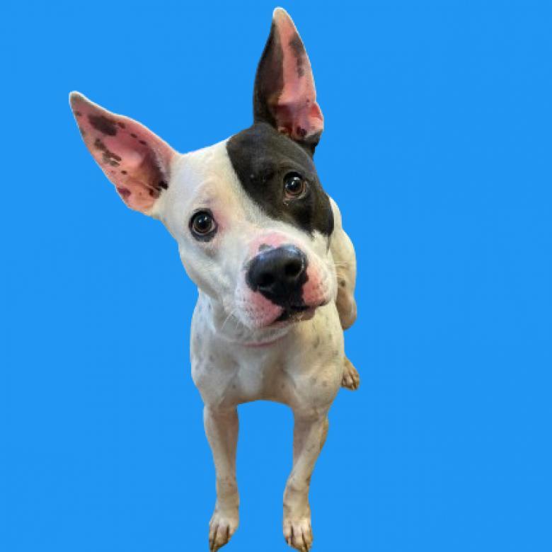 Dobby, an adoptable Terrier in Tuscaloosa, AL, 35401 | Photo Image 1