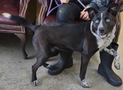 Keeley Jones, an adoptable Cattle Dog, Mixed Breed in La Harpe, KS, 66751 | Photo Image 1