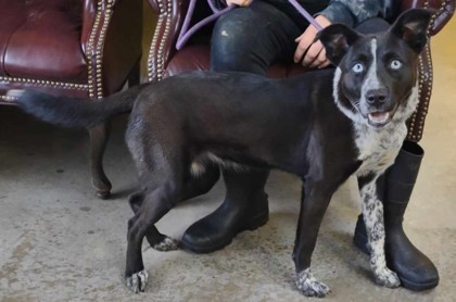 Keeley Jones, an adoptable Cattle Dog, Mixed Breed in La Harpe, KS, 66751 | Photo Image 2