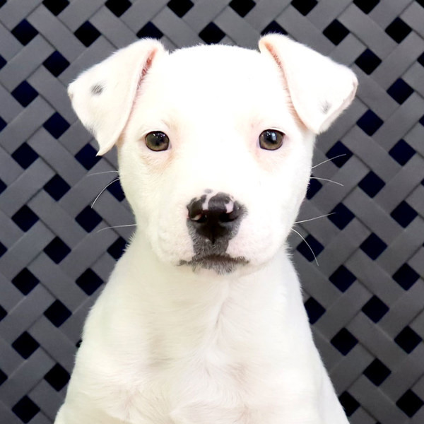 Brad, an adoptable Pit Bull Terrier, Shepherd in Fort Davis, TX, 79734 | Photo Image 1