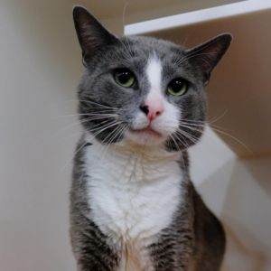 Disco is not just your average cat hes a charming 3-year-old with a grey and white coat thats as 