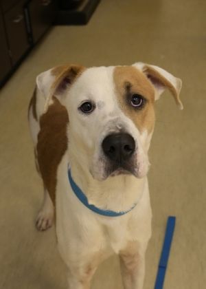 Seven is a lucky number right Well weve got a Seven here at the SPCA who is smart and loyal