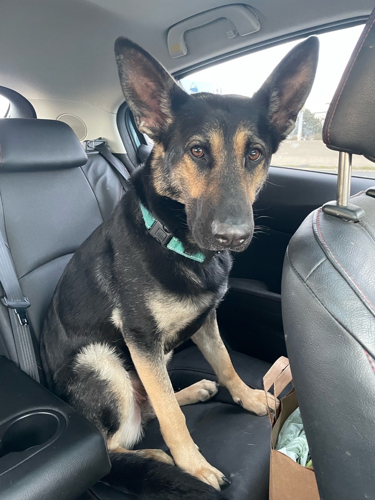 Dog for adoption - Willow, a German Shepherd Dog Mix in Fulton, CA ...