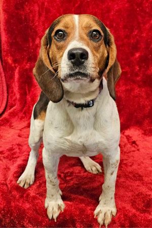 2 years 245lbs Beagle Neutered This dog is joining Social Tees on 427 intake date and is eligib