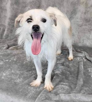 2 years 9lbs Terrier Mix Spayed This dog is joining Social Tees on 427 intake date and is eligib