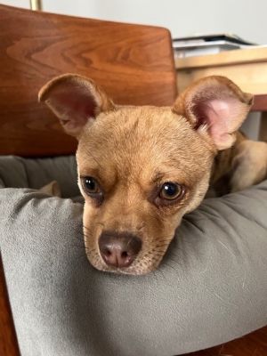 WESTMINSTER Chihuahua Dog
