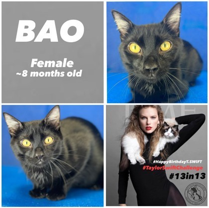 BAO, an adoptable Domestic Short Hair in Port Allen, LA, 70767 | Photo Image 1