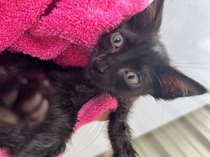 BAO, an adoptable Domestic Short Hair in Port Allen, LA, 70767 | Photo Image 2