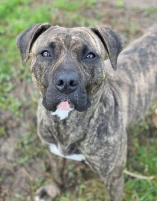 Wednesday, an adoptable American Bulldog in Keswick, ON, L4P 3G1 | Photo Image 1