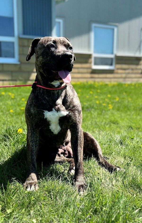 Wednesday, an adoptable American Bulldog in Keswick, ON, L4P 3G1 | Photo Image 2