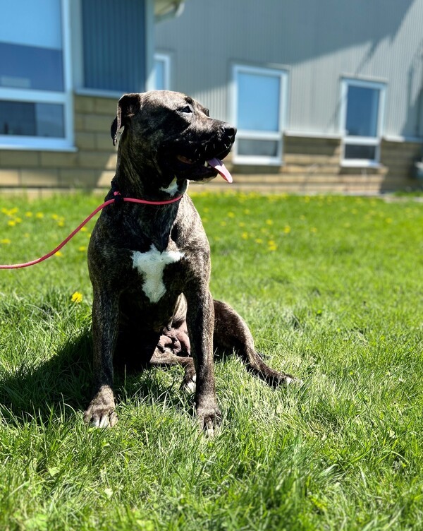 Wednesday, an adoptable American Bulldog in Keswick, ON, L4P 3G1 | Photo Image 3