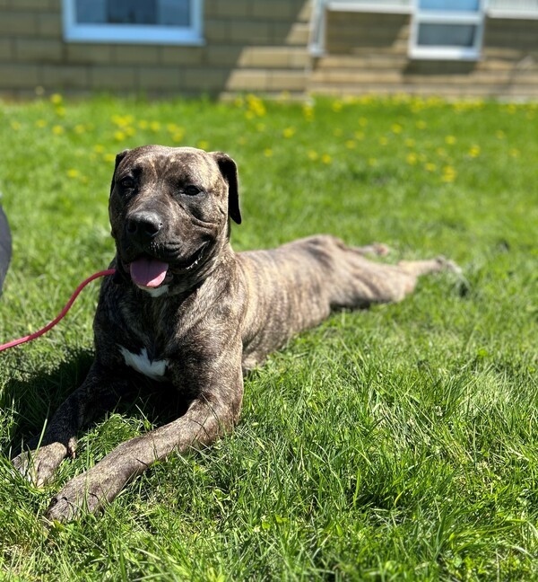 Wednesday, an adoptable American Bulldog in Keswick, ON, L4P 3G1 | Photo Image 4