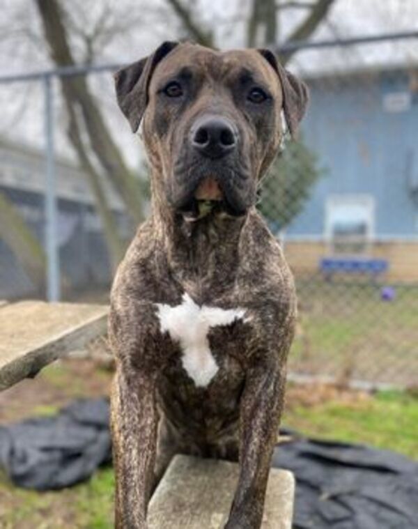 Wednesday, an adoptable American Bulldog in Keswick, ON, L4P 3G1 | Photo Image 5