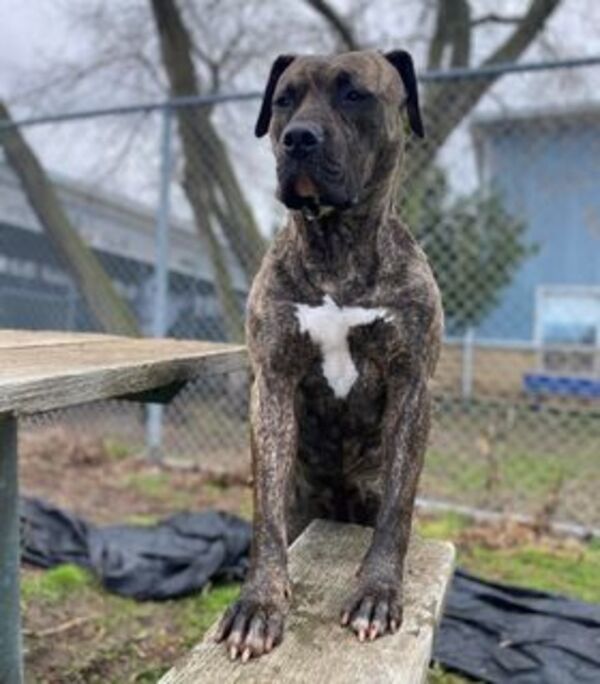 Wednesday, an adoptable American Bulldog in Keswick, ON, L4P 3G1 | Photo Image 6