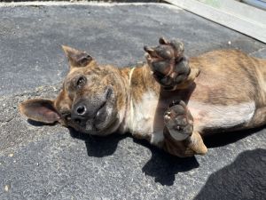 Peppered Pit Bull Terrier Dog