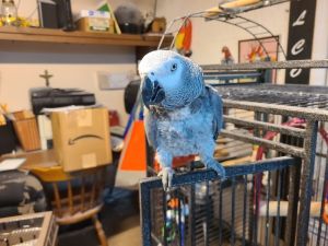 Pepper, Adult Female African Grey