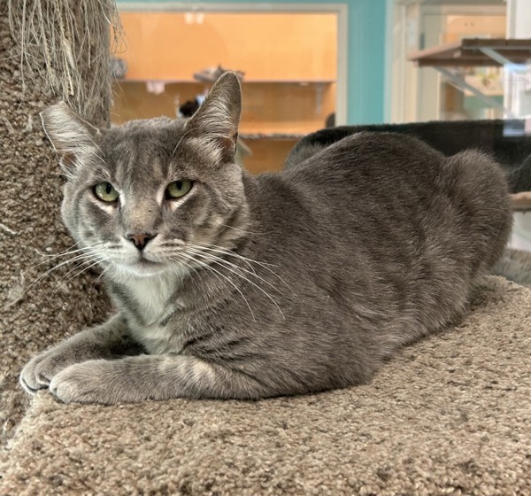 Sukuna, an adoptable Domestic Short Hair in Fresno, CA, 93726 | Photo Image 1