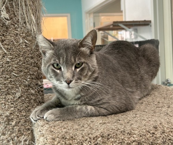 Sukuna, an adoptable Domestic Short Hair in Fresno, CA, 93726 | Photo Image 2