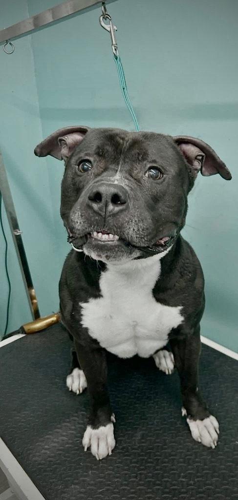 Jumbo, an adoptable Pit Bull Terrier in Glenfield, NY, 13343 | Photo Image 1