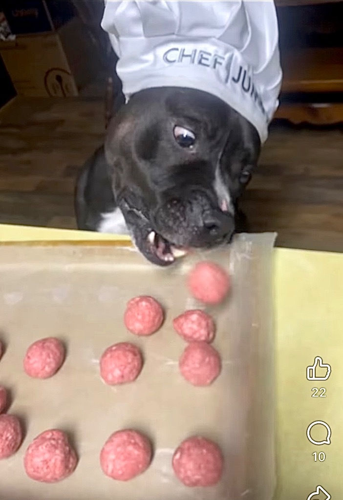 Jumbo, an adoptable Pit Bull Terrier in Glenfield, NY, 13343 | Photo Image 1