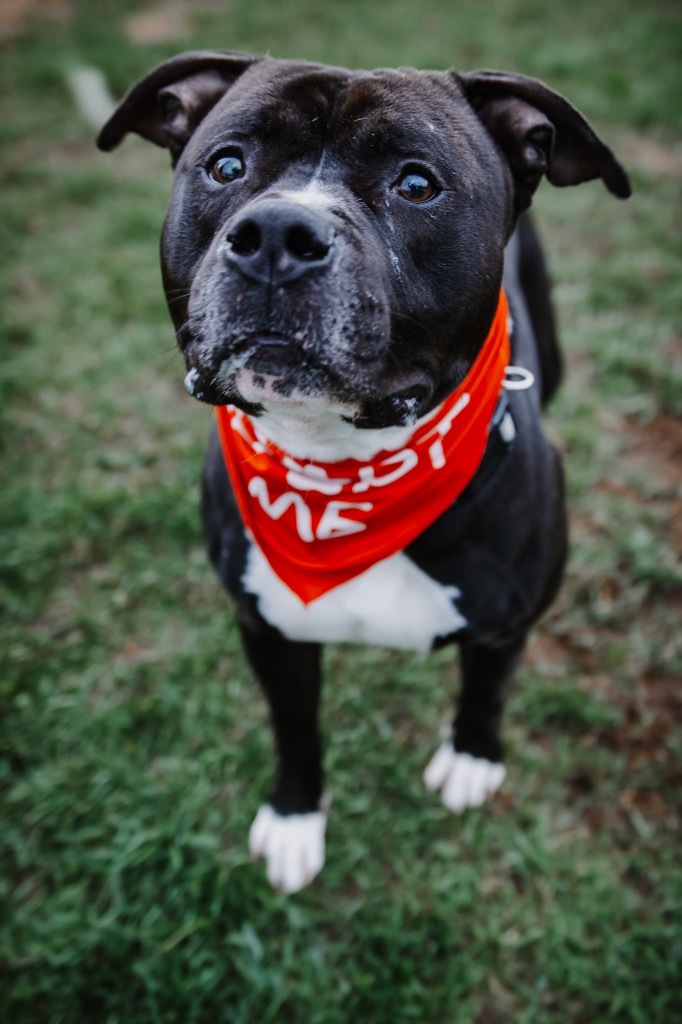 Jumbo, an adoptable Pit Bull Terrier in Glenfield, NY, 13343 | Photo Image 3