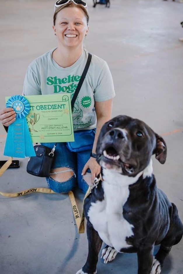 Jumbo, an adoptable Pit Bull Terrier in Glenfield, NY, 13343 | Photo Image 4