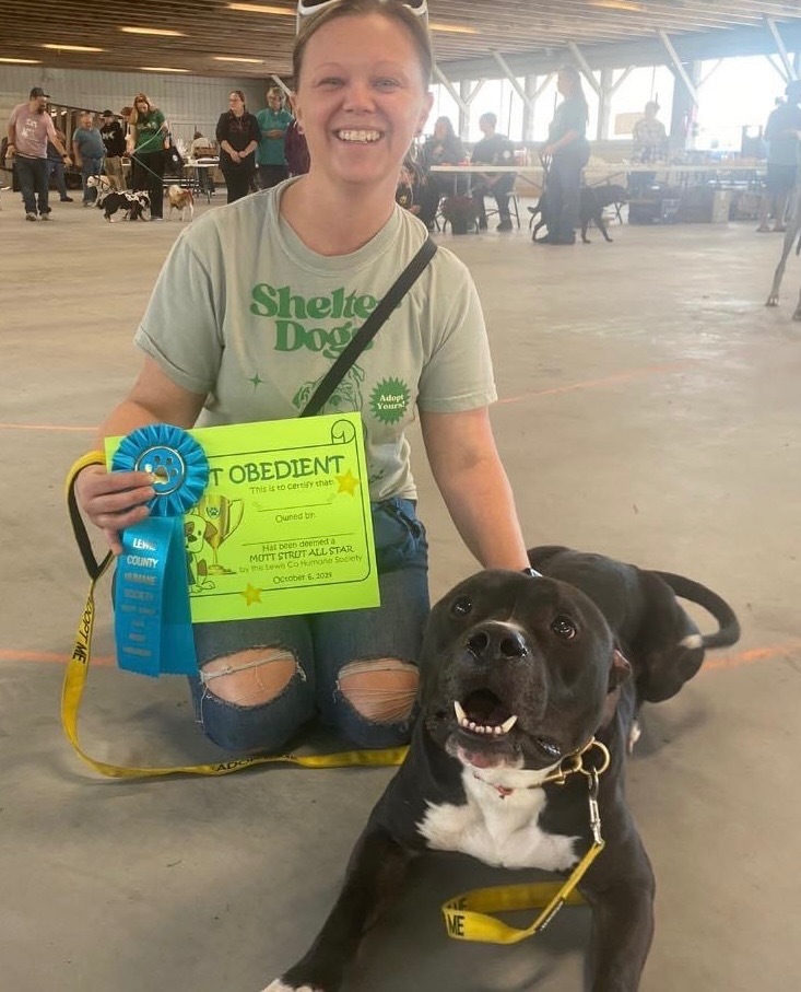Jumbo, an adoptable Pit Bull Terrier in Glenfield, NY, 13343 | Photo Image 5