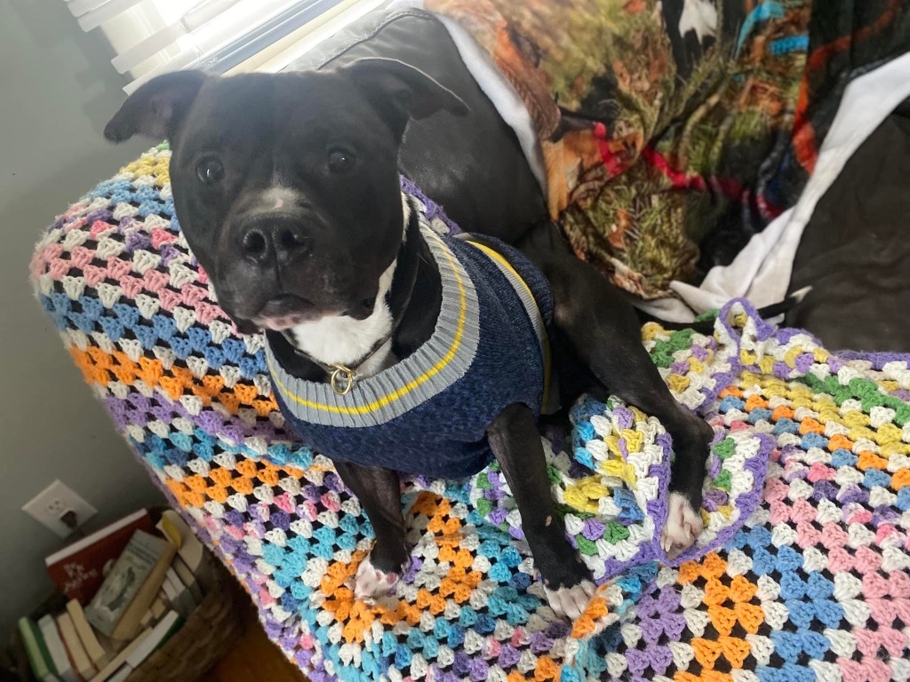 Jumbo, an adoptable Pit Bull Terrier in Glenfield, NY, 13343 | Photo Image 6