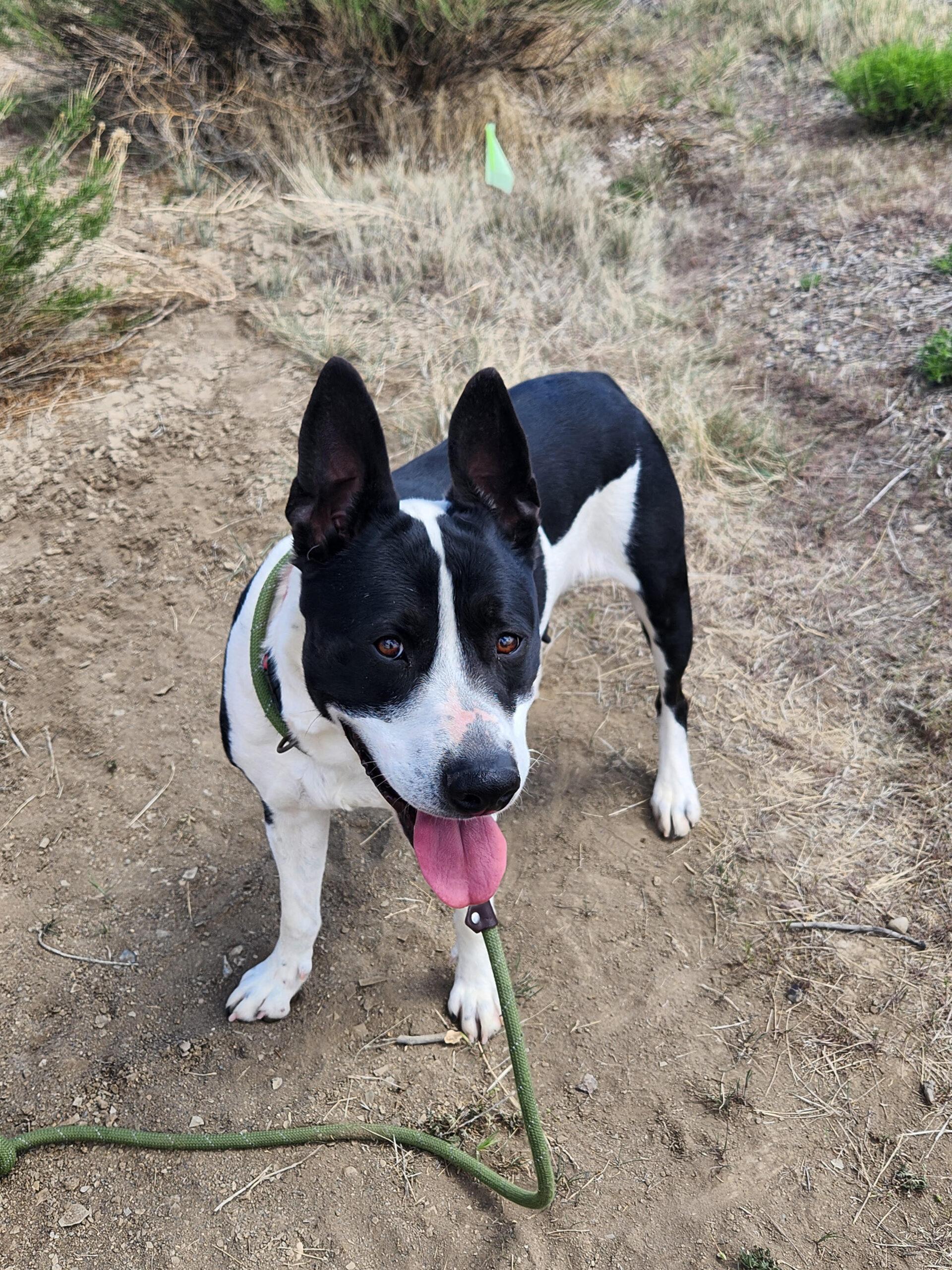 Hera, an adoptable Australian Cattle Dog / Blue Heeler in Grand Junction, CO, 81503 | Photo Image 1