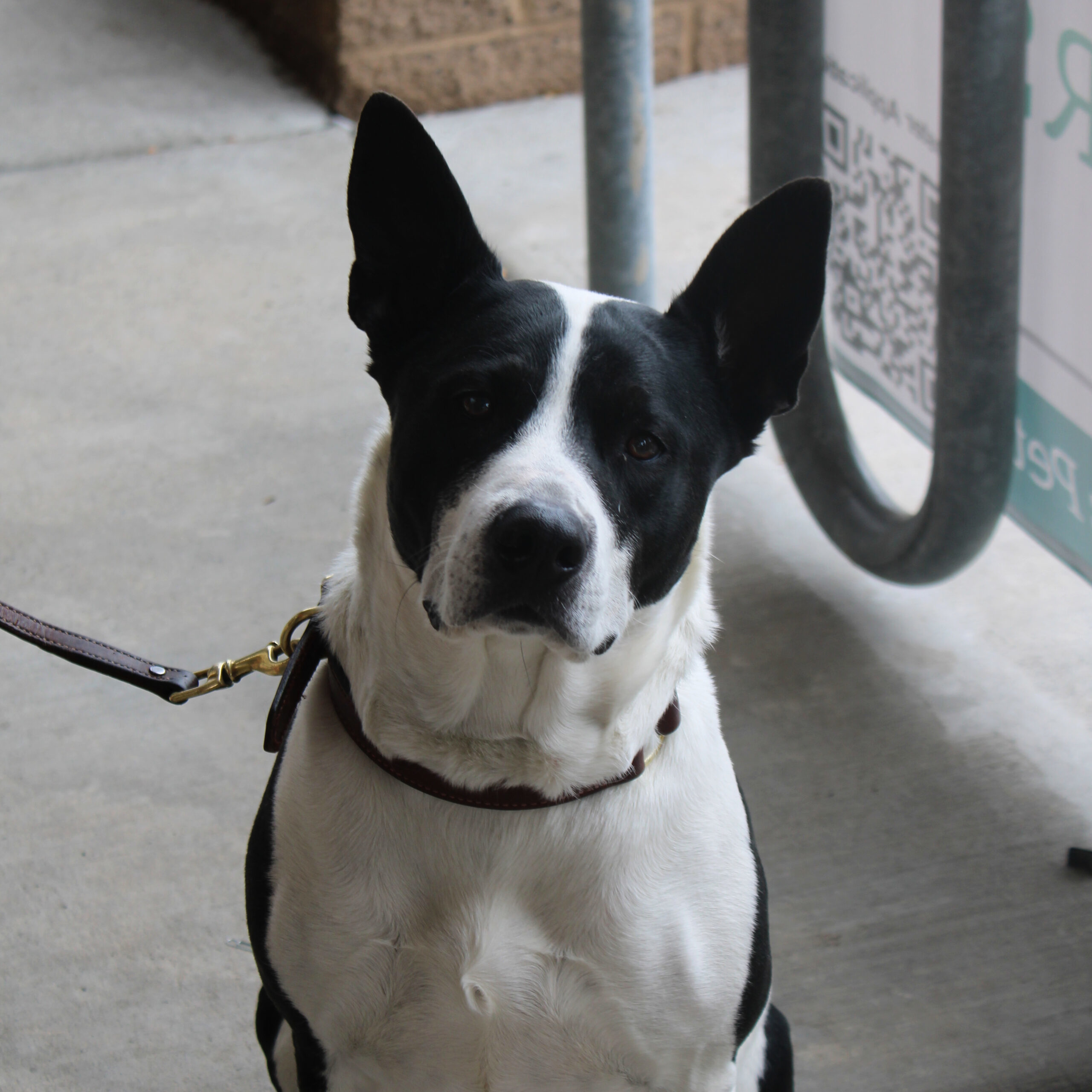 Hera, an adoptable Australian Cattle Dog / Blue Heeler in Grand Junction, CO, 81503 | Photo Image 1