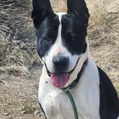 Hera, an adoptable Australian Cattle Dog / Blue Heeler in Grand Junction, CO, 81503 | Photo Image 2