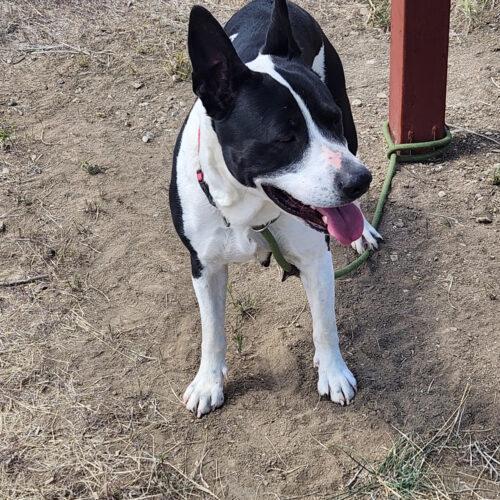 Hera, an adoptable Australian Cattle Dog / Blue Heeler in Grand Junction, CO, 81503 | Photo Image 3