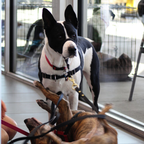 Hera, an adoptable Australian Cattle Dog / Blue Heeler in Grand Junction, CO, 81503 | Photo Image 3