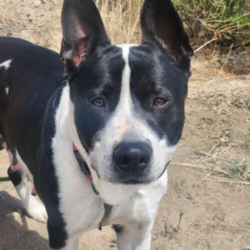 Hera, an adoptable Australian Cattle Dog / Blue Heeler in Grand Junction, CO, 81503 | Photo Image 4